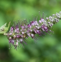 Leucosceptrum stellipilum var.tosaense