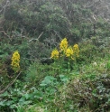 Ligularia fischeri