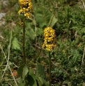 Ligularia heterophylla KZ3994