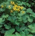 Ligularia kaialpina