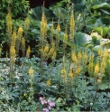 Ligularia przewalskii CBCH059