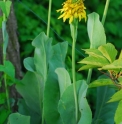 Ligularia taquetii