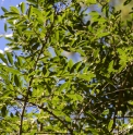 Ligustrum aff.sinense CMBTW1677