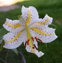 Lilium auratum