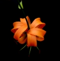 Lilium henryi