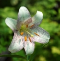 Lilium lankongense x longiflorum 