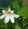 Lilium rubellum