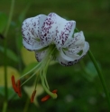 Lilium taliense CBCH160 