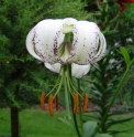 Lilium duchartrei 