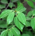 Lindera aggregata