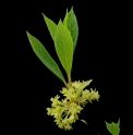 Lindera lancea