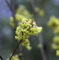 Lindera umbellata