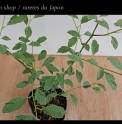 Lindera umbellata 'Rokushou'