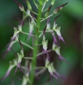 Liparis krameri