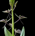 Liparis makinoana