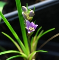 Liriope minor JP3083