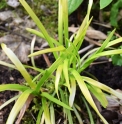 Liriope muscari 'Goldfinger'