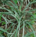 Liriope spicata 'Kokuryu'