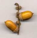 Lithocarpus edulis