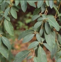 Litsea cubeba TW4064