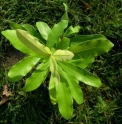 Litsea hypophaea