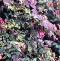 Loropetalum chinense var.rubrum