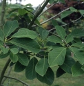 Magnolia cylindrica 