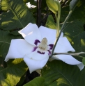 Magnolia macrophylla