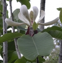 Magnolia officinalis var.biloba