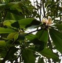 Magnolia rostrata