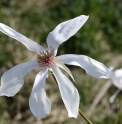 Magnolia salicifolia