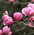 Magnolia sprengeri var.diva