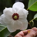 Magnolia wilsonii