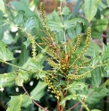 Mahonia bodinieri