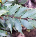 Mahonia confusa