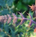 Mahonia sheridaniana (=fargesii)