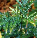 Mahonia fortunei