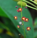 Mahonia gracilipes