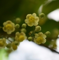 Mahonia lanceolata