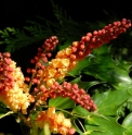 Mahonia nitens