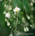 Mahonia russellii