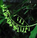 Maianthemum henryi