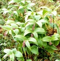 Maianthemum purpureum