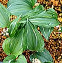 Maianthemum dilatatum 'Shunrai'