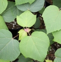 Mallotus japonicus JP4969