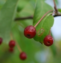 Malus mandshurica RU4484