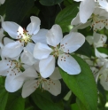 Malus sieboldii (= M.toringo)