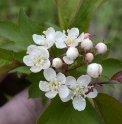 Malus toringoides JP4816