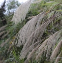 Miscanthus transmorrisonensis CMBTW1755