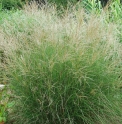 Miscanthus sinensis